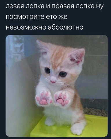 «лопка» is added to dictionary☑️✔️