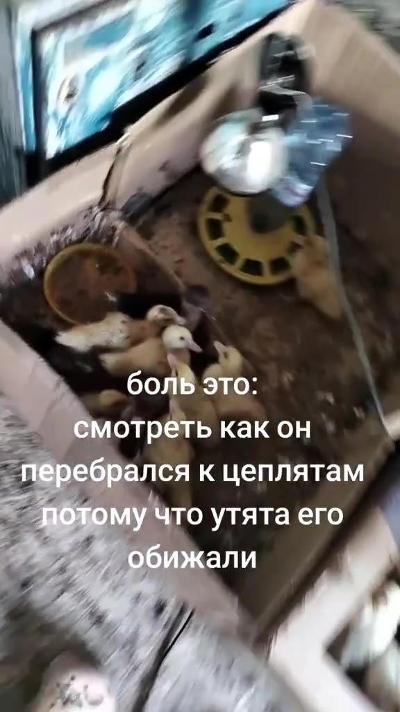 а: потрёть какон * ` _ перебрался к цеплятам ~ бт о утята его перебр цепля - потому что утята . ‹ бр: к лятам смотрете перебрал плятам