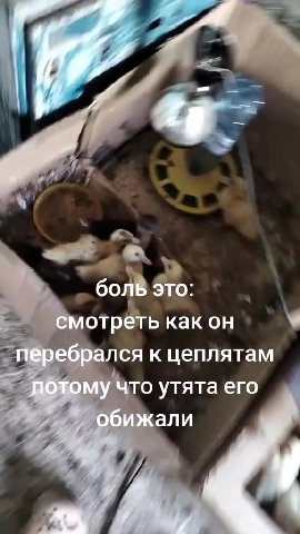 а: потрёть какон * ` _ перебрался к цеплятам ~ бт о утята его перебр цепля - потому что утята . ‹ бр: к лятам смотрете перебрал плятам