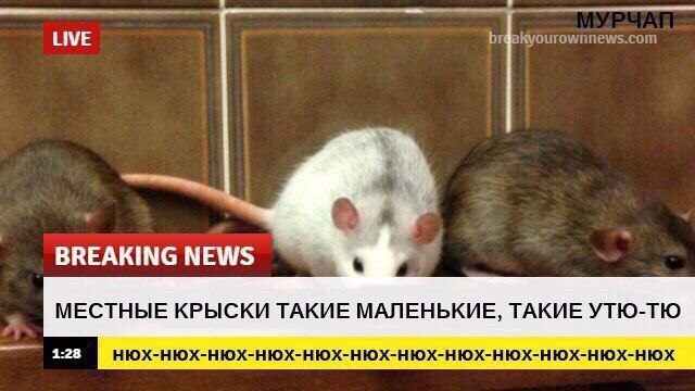 LIVE BREAKINGNEWS МЕСТНЫЕ КРЫСКИ ТАКИЕ МАЛЕНЬКИЕ, ТАКИЕ УТЮ-ТЮ 1:28 HIOX-HIOX-HIOX-HIOX-HIOX-HIOX-HIOX-HIOX-HIOX-HIOX-HIOX-HIOX
