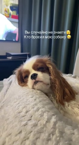 Вы | не знаете ® Кто бросил мою собаку ® случайно не зн |] Вы случайно не знаете ®