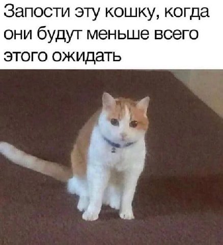 Запости эту кошку, когда они будут меньше всего этого ожидать