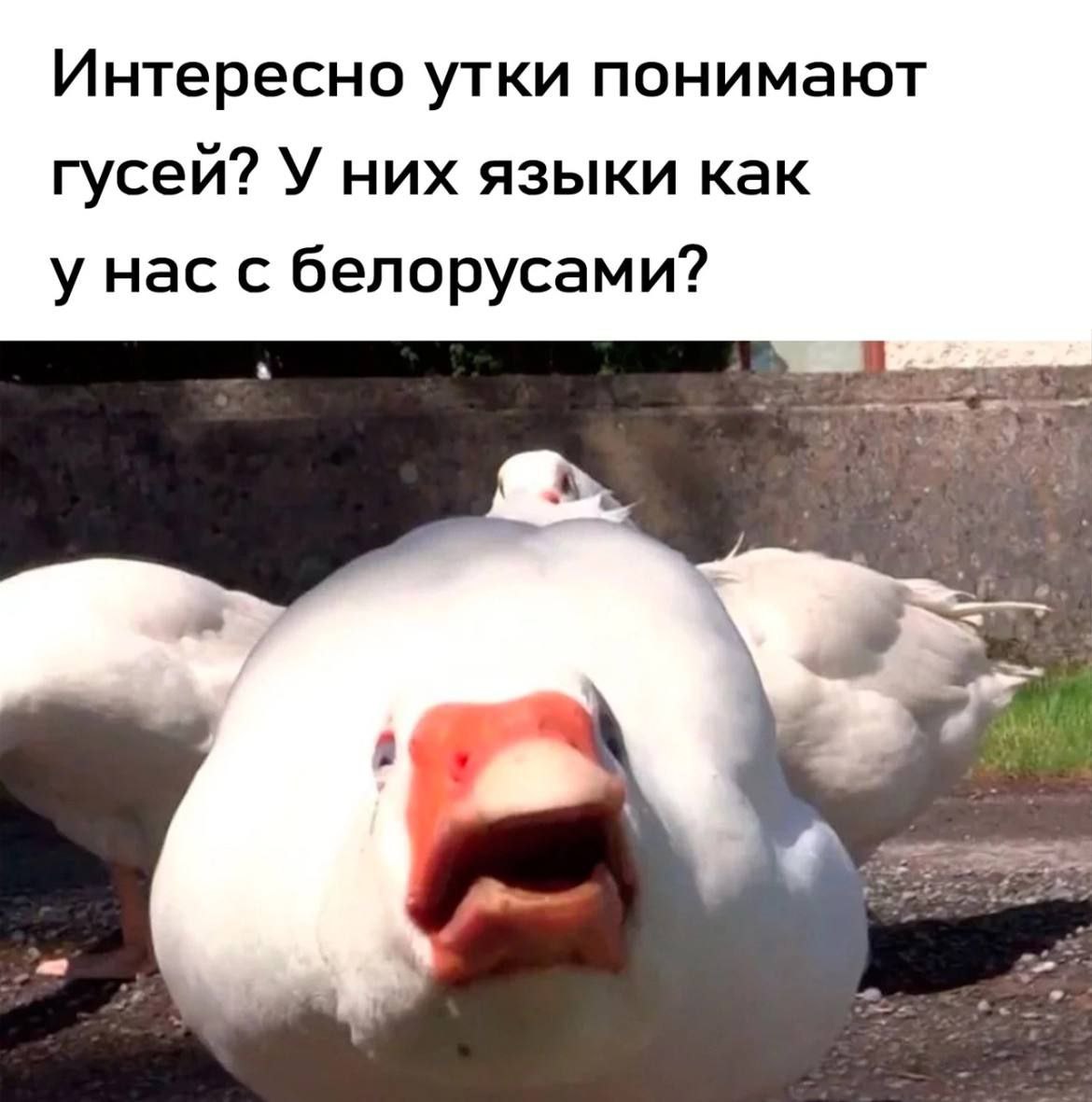 Интересно утки понимают гусей? У них языки как у нас с белорусами?