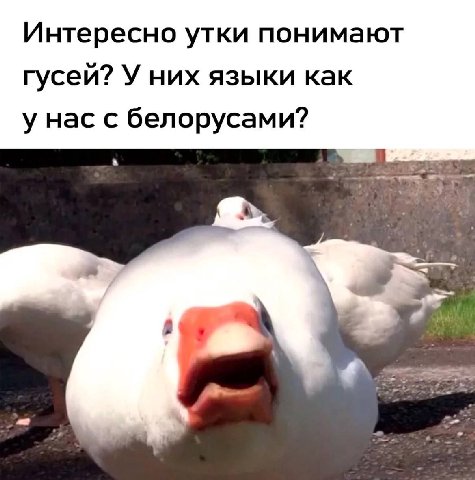 Интересно утки понимают гусей? У них языки как у нас с белорусами?