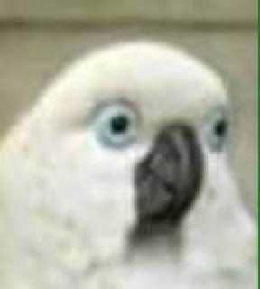 г