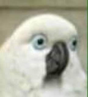 г