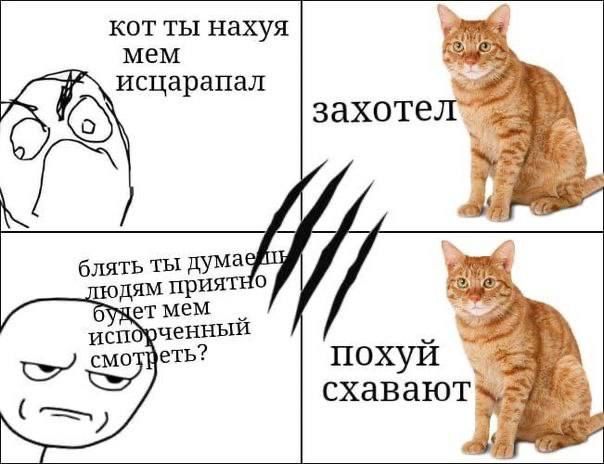 кот ты нахуя мем исцарапал захоте блять ты дума дям при мем ченный похуй схавают