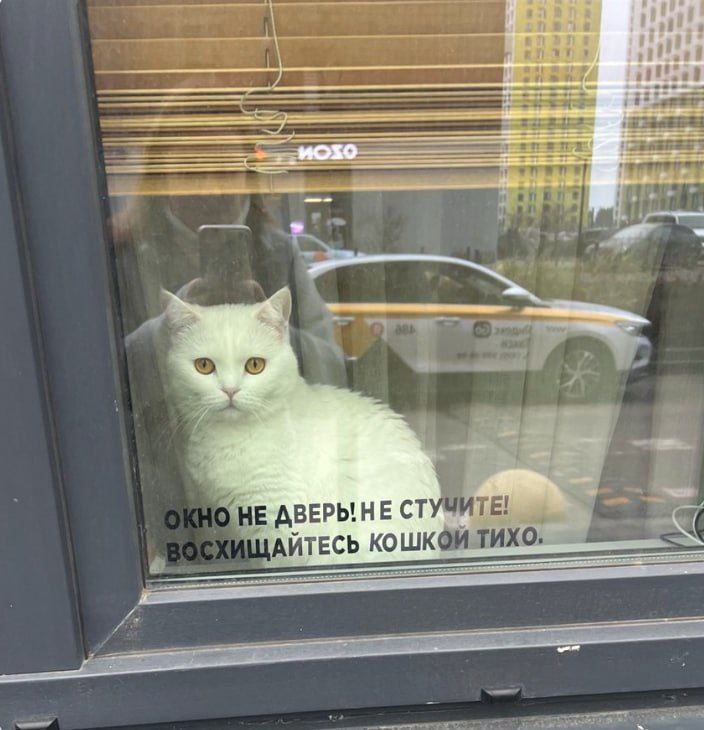 oan НЕ АЙТЕСЬ КОШКОЙТИХО, и