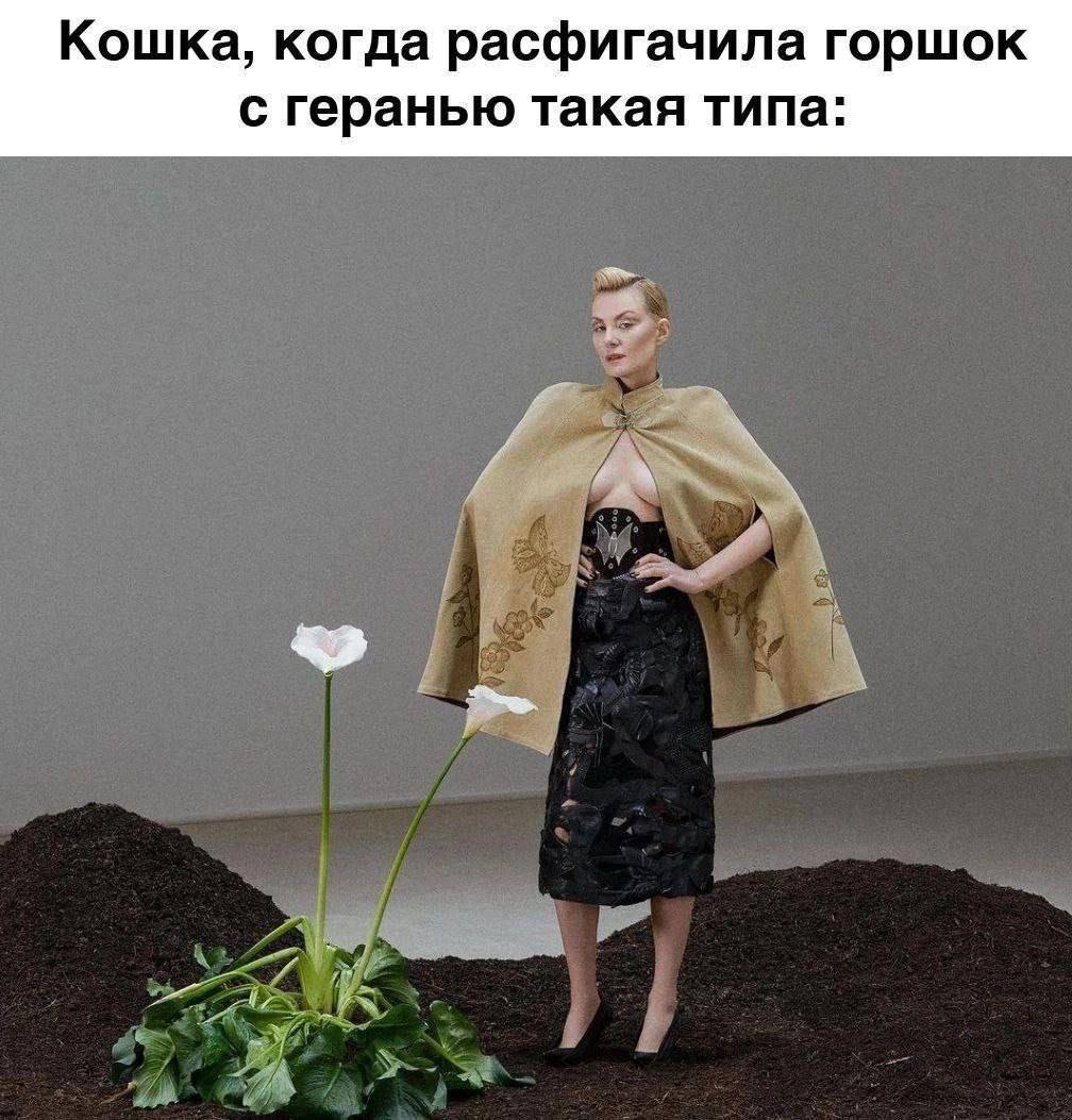 Кошка, когда расфигачила горшок с геранью такая типа: