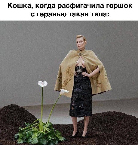 Кошка, когда расфигачила горшок с геранью такая типа: