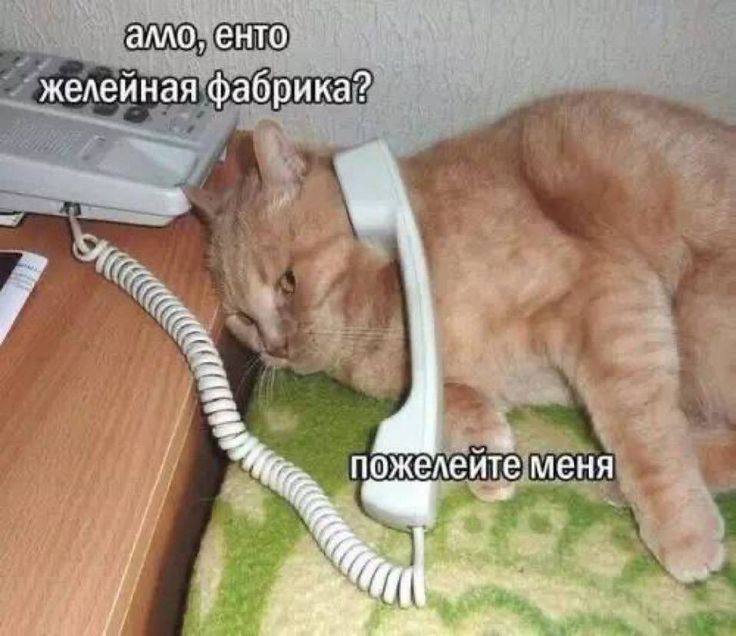 алло. енто желейная фабрика? пожелеите меня у 2