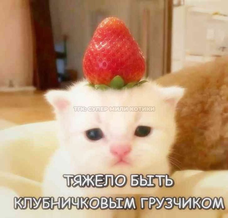 VUE BbITb КЛУБНИЧКОВЬТМ ГРУЗЧИКОМ