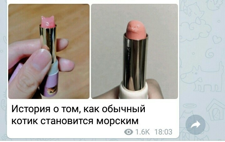 История о том, как обычный котик становится морским 1 18:03