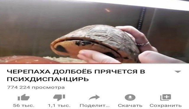 ЧЕРЕПАХА ДОЛБОЁБ ПРЯЧЕТСЯ В 774 224 просмотра 56 1,1 тыс. Поделит... Скачать Сохранить