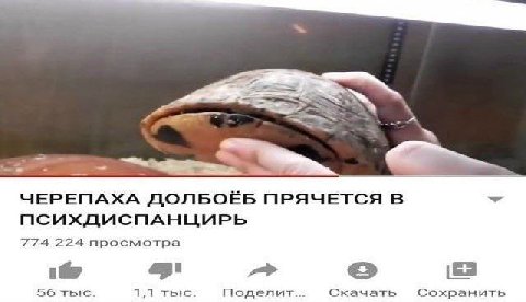 ЧЕРЕПАХА ДОЛБОЁБ ПРЯЧЕТСЯ В 774 224 просмотра 56 1,1 тыс. Поделит... Скачать Сохранить