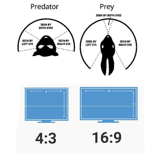 Predator Prey SEEN BOTH EYES BOTH EVES SEEN SEEN SEEN SEEN SEEN LEFT EYE RIGHT EYE LEFT EYE RIGHT EYE 4:3 16:9