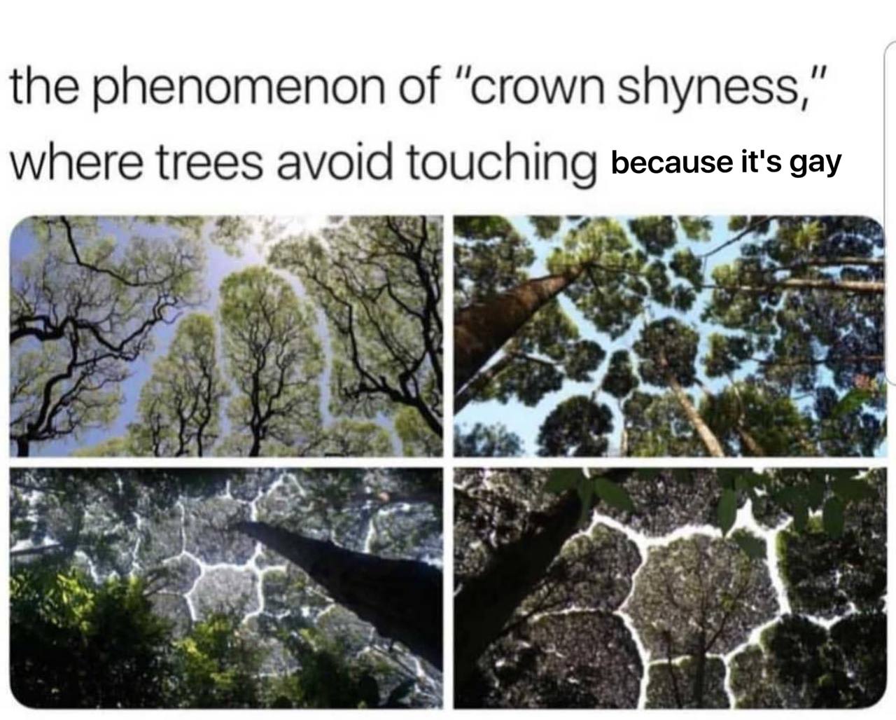 the phenomenon of “crown shyness, where trees avoid touching because it's gay 4