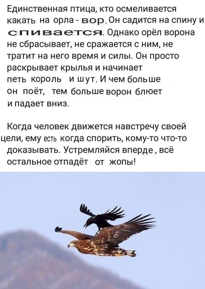 Единственная птица, кто осмеливается какать на орла вор. Он садится на спину и с Однако орёл ворона не сбрасывает, не сражается с ним, не тратит на него время и силы. Он просто раскрывает крылья и нач