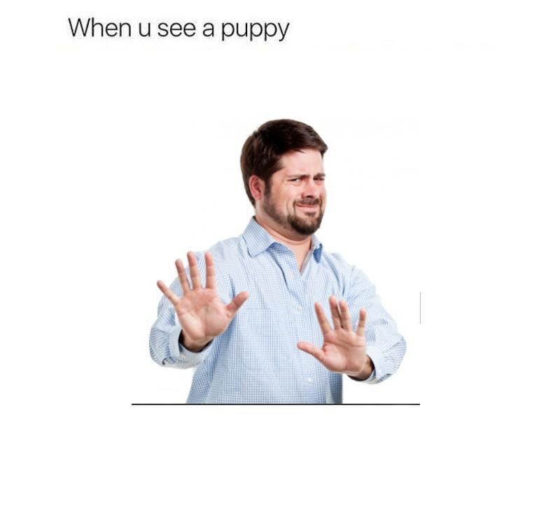 When и see a puppy