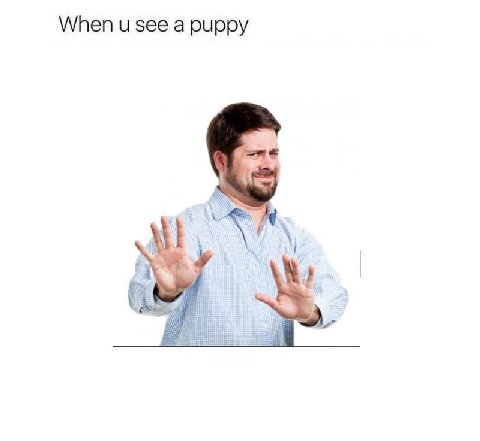 When и see a puppy