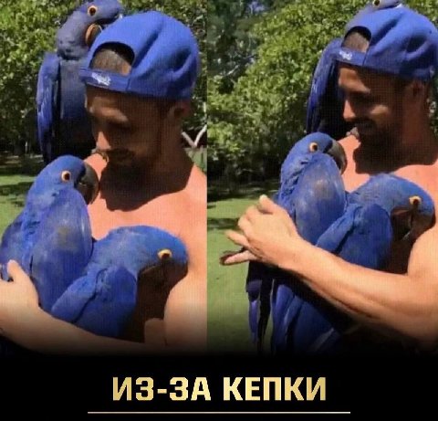 ИЗ-ЗА КЕПКИ