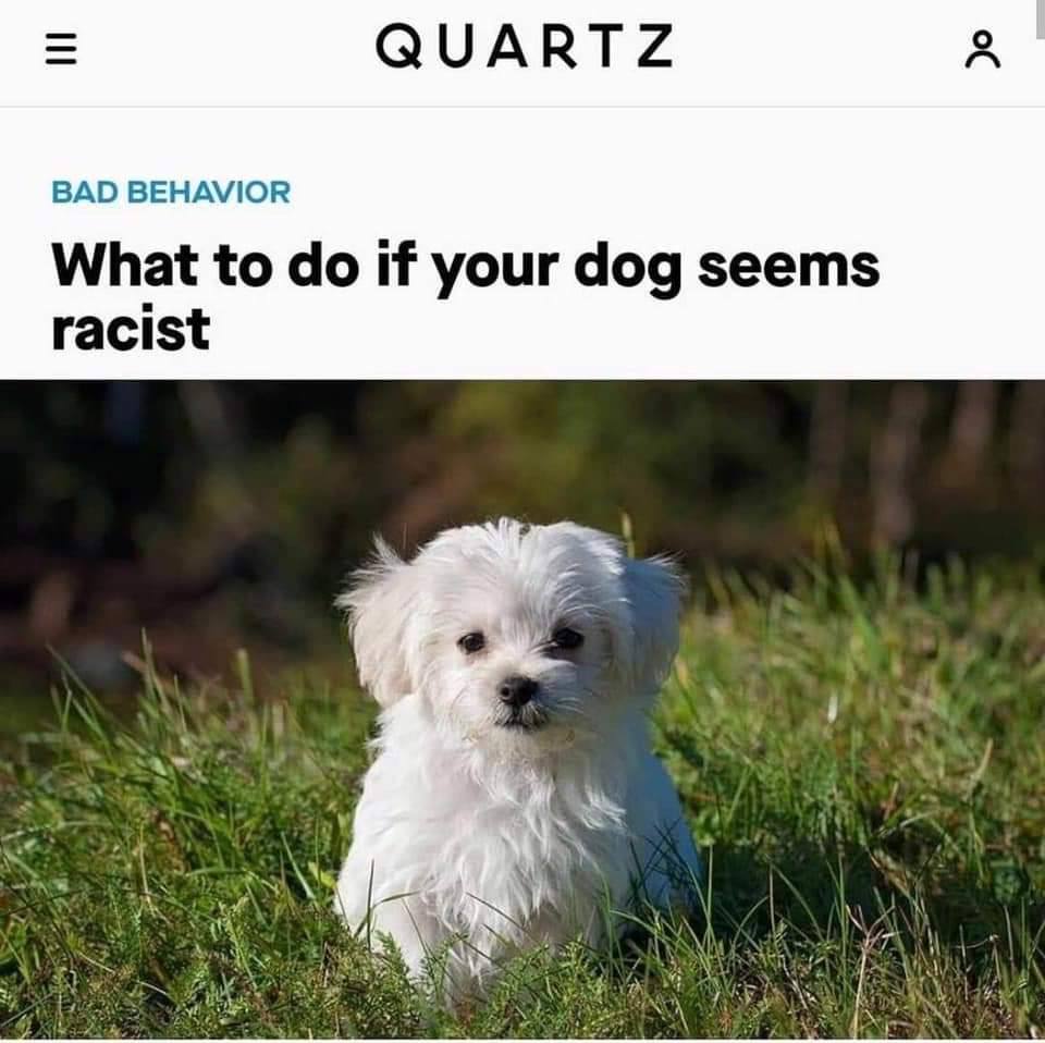 QUARTZ A BAD BEHAVIOR What to if your dog seems racist