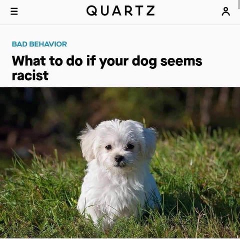 QUARTZ A BAD BEHAVIOR What to if your dog seems racist
