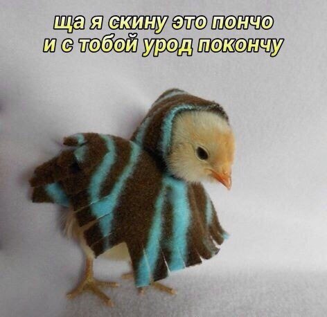 щая скину это пончо и урод покончу