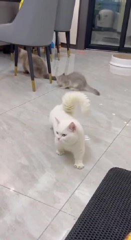 мем