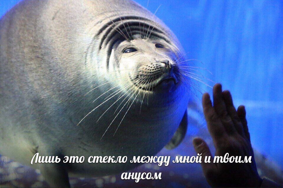 ten 77 Лишь это стекло между мной и твоим анусом