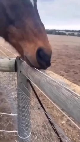 мем