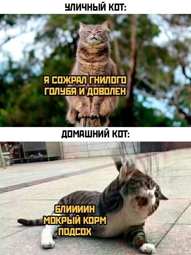 УЛИЧНЫЙ КОТ Я ГНИЛОГО ГОЛУБЯ И KOT: И БЛИИИИН КОРМ ПОДСОХ