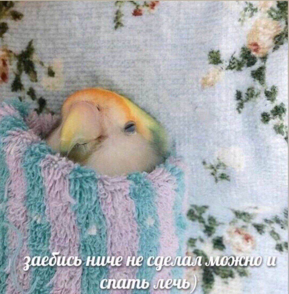 заедись ниче не сделал спать лечь;