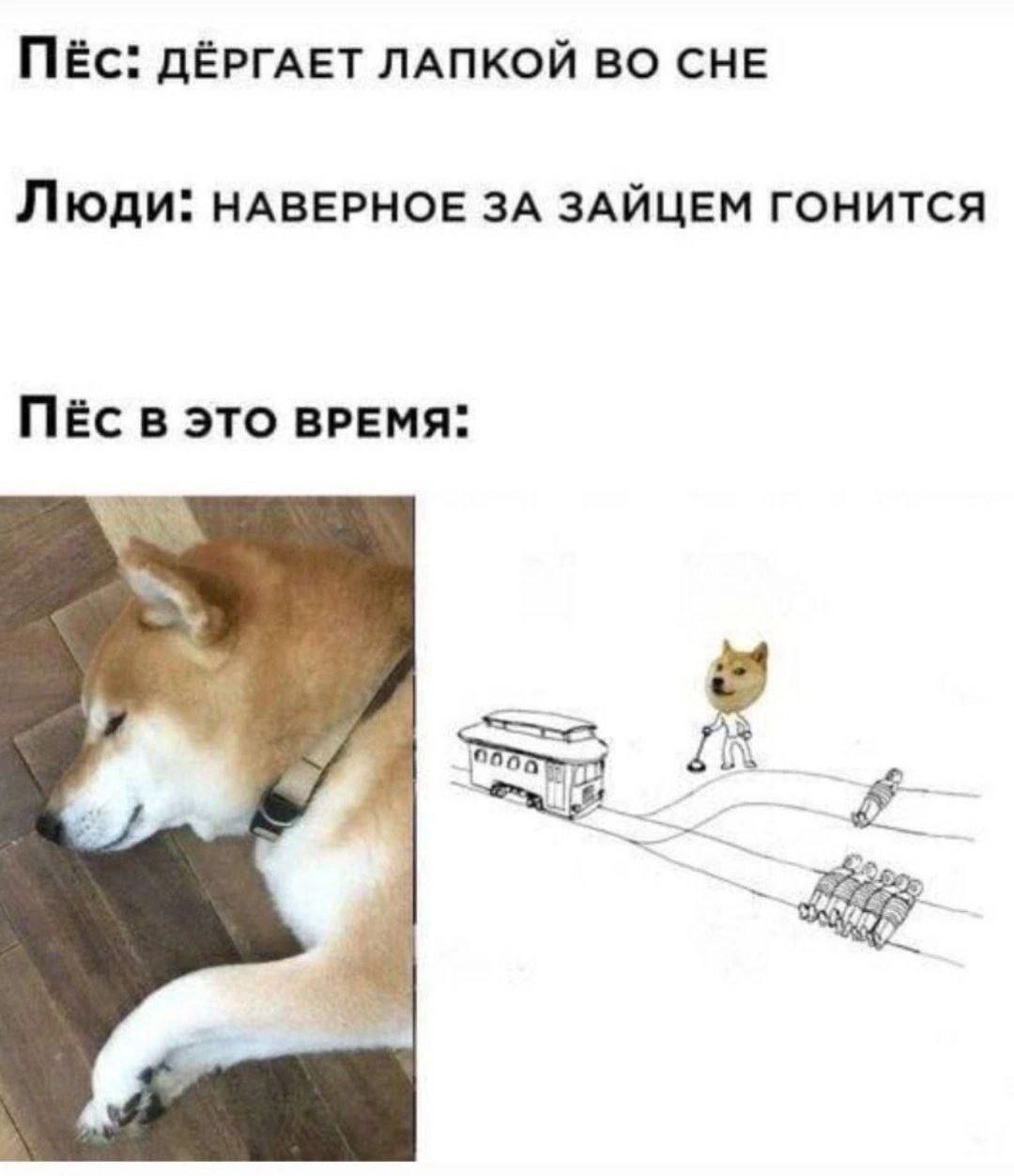 ПЁс: ДЁРГАЕТ ЛАПКОЙ ВО СНЕ Люди: НАВЕРНОЕ ЗА ЗАЙЦЕМ ГОНИТСЯ ПЕС ЭТО ВРЕМЯ: