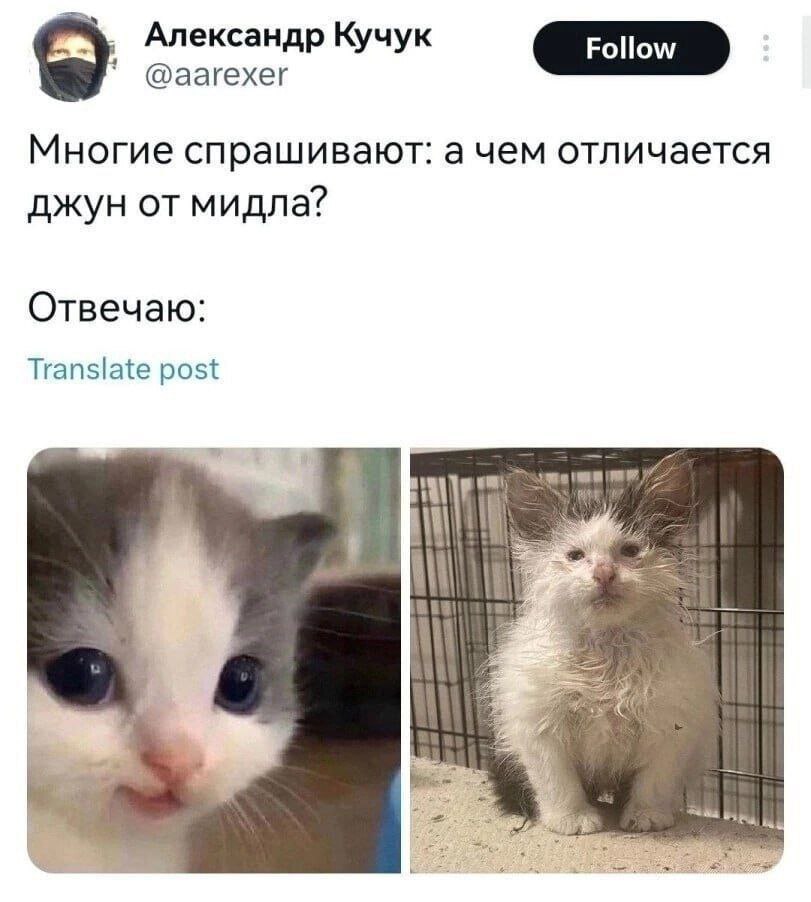 Александр Кучук @аагехег Многие спрашивают: отличается джун от мидла? Отвечаю: Translate post