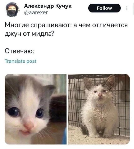 Александр Кучук @аагехег Многие спрашивают: отличается джун от мидла? Отвечаю: Translate post