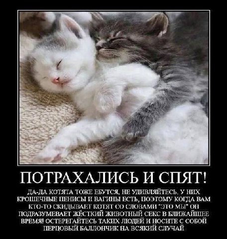 aS. ПОТРАХАЛИСЬ И СПЯТ! ДА-ДА КОТЯТА ТОЖЕ ЕБУТСЯ, НЕ УДИВЛЯИТЕСЬ, У НИХ КРОШЕЧНЫЕ ПЕНИСЫ И ВАГИНЫ ЕСТЬ, ПОЭТОМУ КОГДА ВАМ КТО-ТО СКИДЫВАЕТ КОТЯТ СЛОВАМИ "ЭТО МЫ" ОН ПОДРАЗУМЕВАЕТ ЖЁСТКИЙ ЖИВОТНЫЙ СЕКС