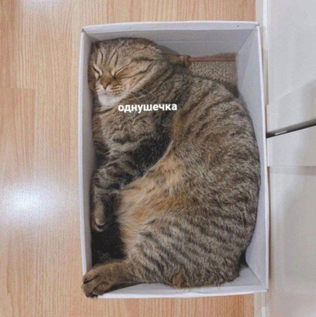 однушечка