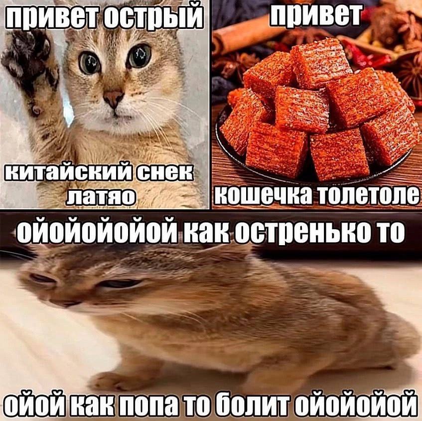 привет привет an” 1. кошечка толетоле ойойойойой как остренько то попа то болит