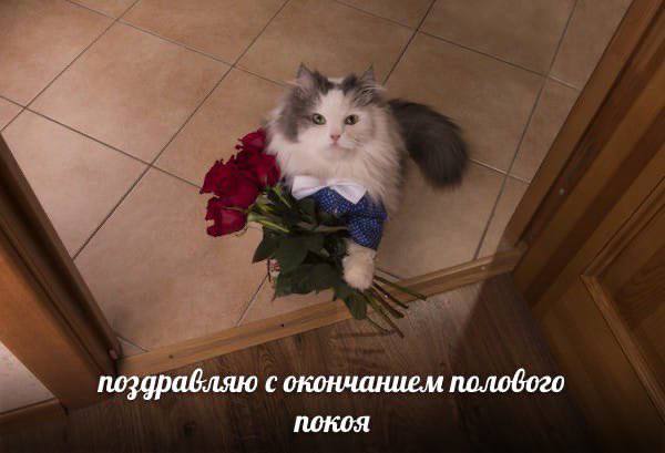 поздравляю с окончанием полового покоя