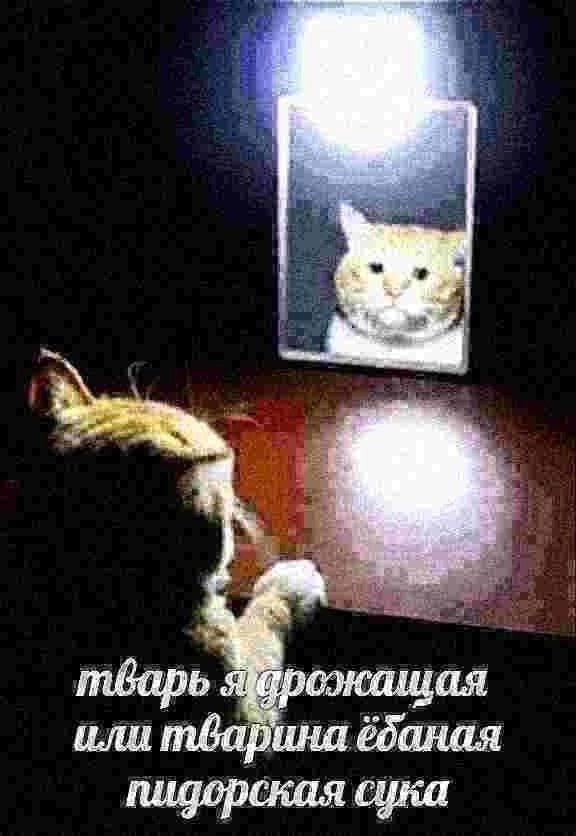 4 2, или тварина ёбаная пидорская сука