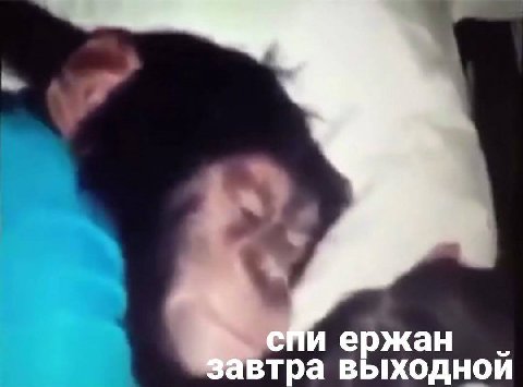 спи ержан завтра выходнои