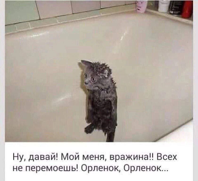 Ну, давай! Мой меня, вражина!! Всех не перемоешь! Орленок, Орленок...