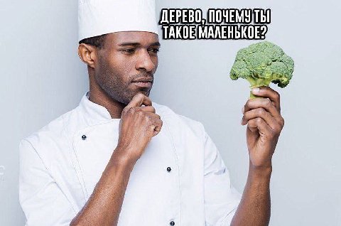 ДЕРЕВО ПОЧЕМУДТЫ ТАКОЕ МАЛЕНЬКОЕ