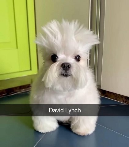 А David Lynch