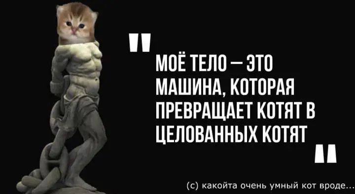 ЭТО КОТОРАЯ ПРЕВРАЩАЕТ КОТЯТ В ЦЕЛОВАННЫХ КОТЯТ a (с) какойта очень умный кот вроде...