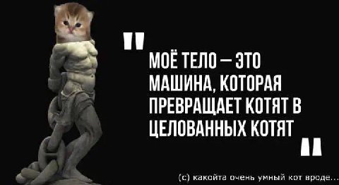 ЭТО КОТОРАЯ ПРЕВРАЩАЕТ КОТЯТ В ЦЕЛОВАННЫХ КОТЯТ a (с) какойта очень умный кот вроде...
