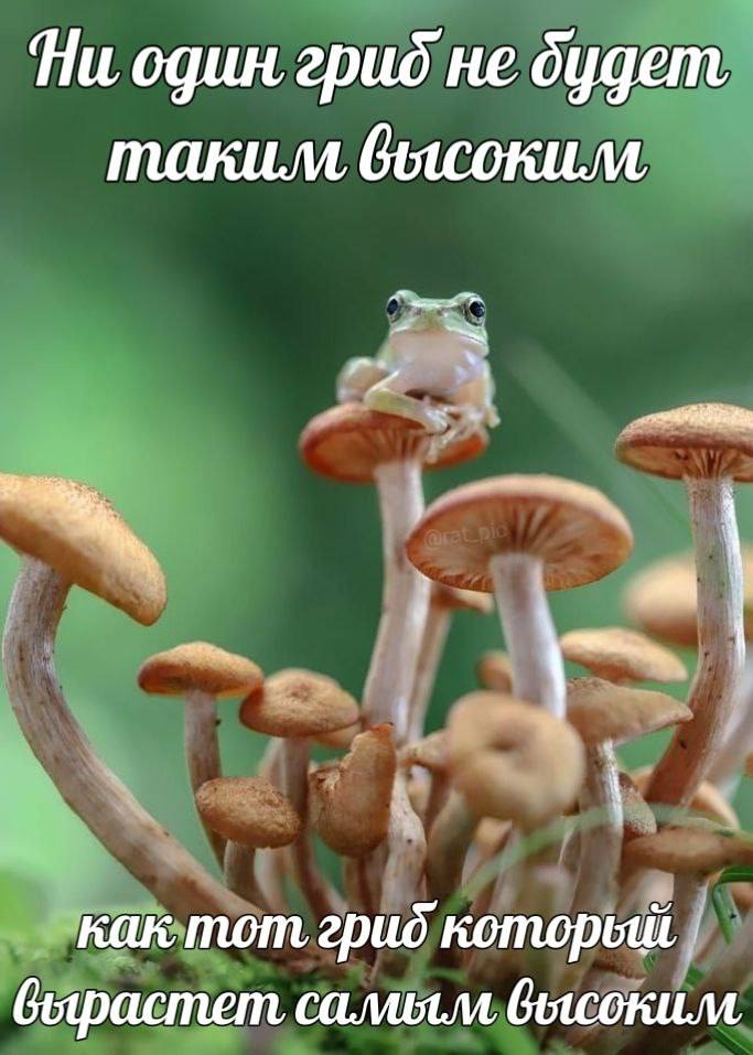 Ни один гриб не будет, таким вбосоким грид который