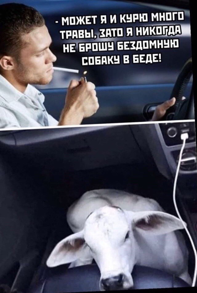 МОЖЕТ Я И КУРЮ МНОГО ТРАВЫ, ЗАТО Я НИКОГДА НЕ БРОШЧ БЕЗДОМНУЮ СОБАКУ В БЕДЕ! 2.
