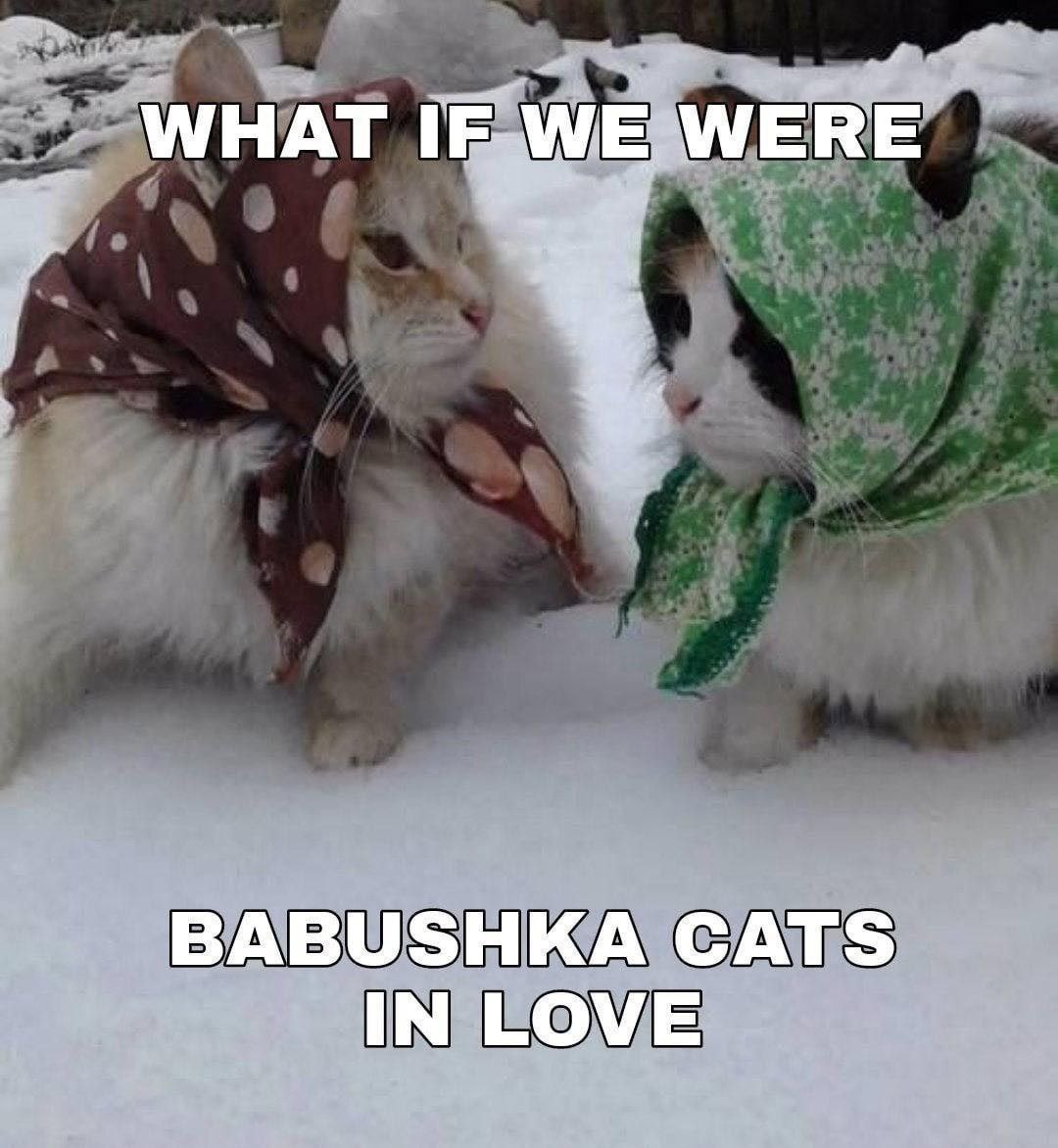 WHAT BABUSHKA CATS IN LOVE